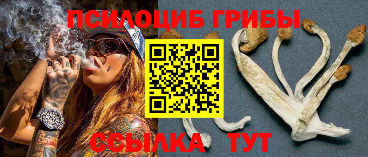 Зеленогорск  Псилоцибиновые грибы Cubensis  Псилоцибиновые грибы Cubensis  Вход с VPN 